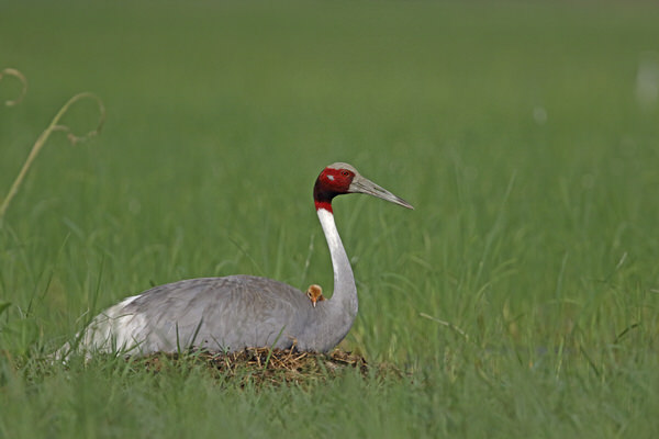 Photograph Ashok Chaudhary Sarus Crane With Chick on One Eyeland