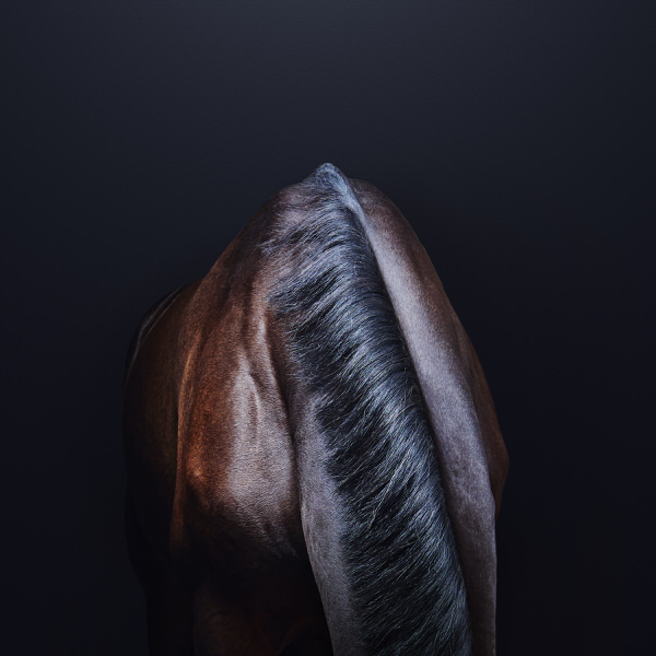 Photograph Charlie Surbey Equine on One Eyeland