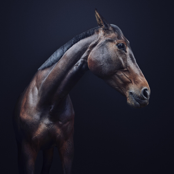 Photograph Charlie Surbey Equine on One Eyeland