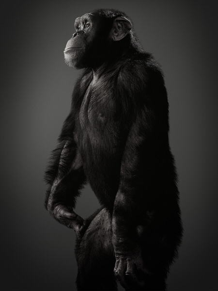 Photograph Glen Wexler Chimp on One Eyeland