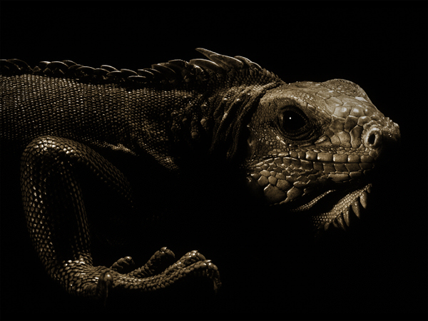 Photograph Glen Wexler Iguana on One Eyeland