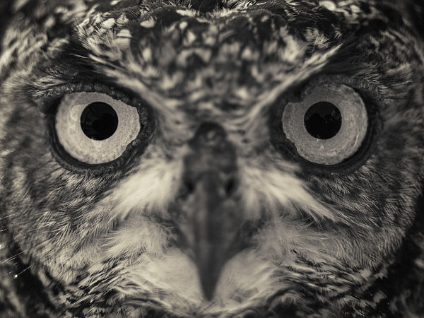 Photograph Antti Viitala Owl on One Eyeland