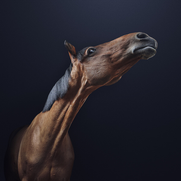 Photograph Charlie Surbey Equine on One Eyeland