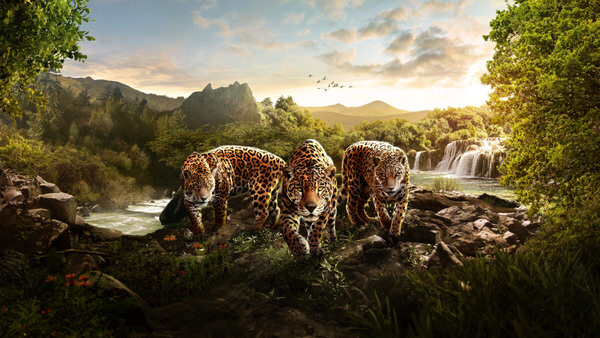 Photograph Hesham Adel The Jaguars on One Eyeland