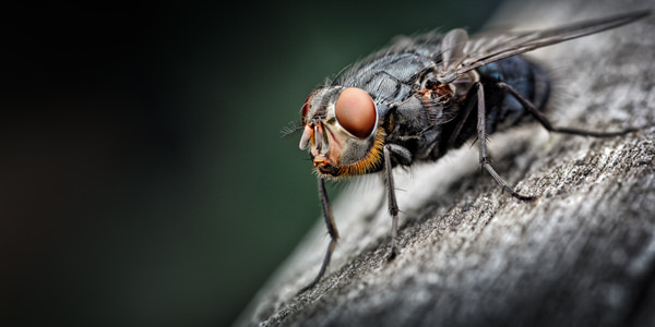 Photograph Rod Hill Bluebottle Fly on One Eyeland