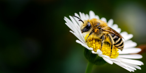 Photograph Rod Hill Solitary Plasterer Bee on One Eyeland