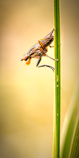 Photograph Rod Hill Snail Killig Fly on One Eyeland