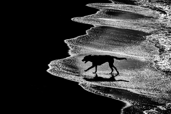 Photograph Della Latta Massimo  The Dog on One Eyeland
