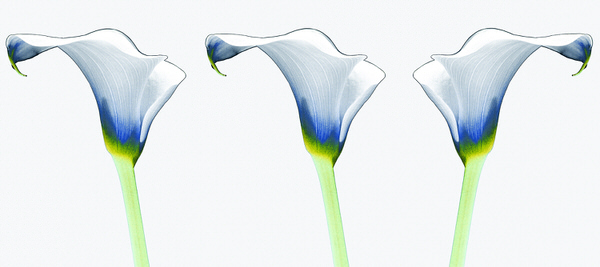 Photograph Derek Seaward Three Lillies on One Eyeland