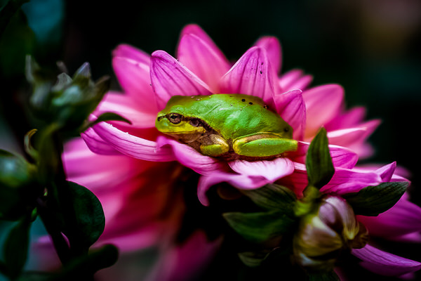 Photograph Yoshitaka Aida Green Frog On A Flower on One Eyeland