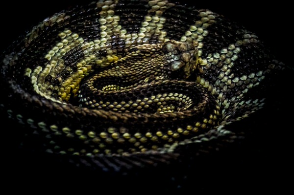 Photograph Yoshitaka Aida Snake on One Eyeland