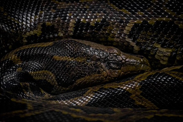 Photograph Yoshitaka Aida Snake on One Eyeland