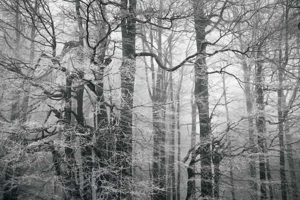 Photograph Zsolt Andras Szabo Haunted Forest on One Eyeland