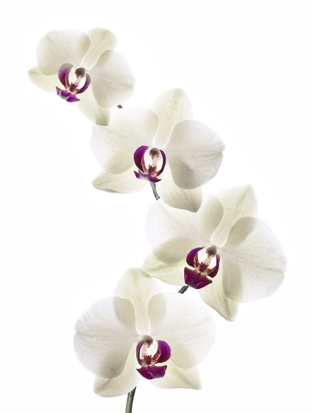 Photograph Tal Silverman White Orchids on One Eyeland