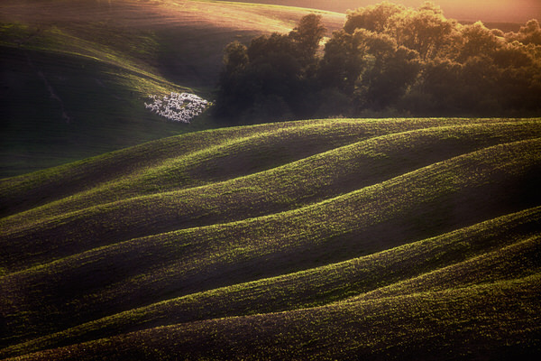 Photograph Peter Svoboda In The Wavy Fields on One Eyeland