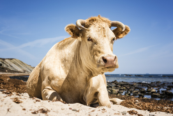 Photograph Ben Welsh Cow At The Beach on One Eyeland