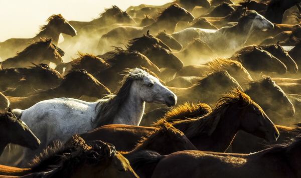 Photograph Aynur Bostan Wild Horses on One Eyeland