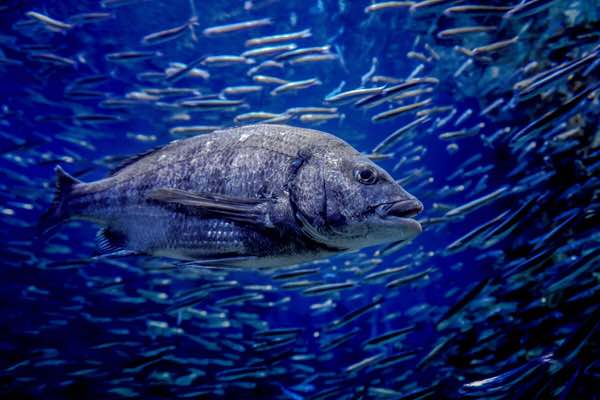 Photograph Yoshitaka Aida Fish on One Eyeland