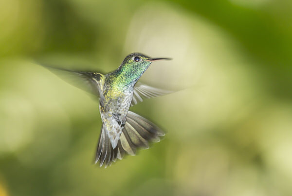 Photograph Hernan  Hadad Hummingbird on One Eyeland