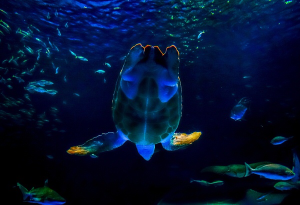 Photograph Yoshitaka Aida Turtle on One Eyeland