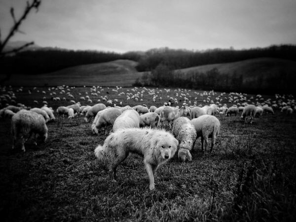 Photograph Pier Luigi Dodi Flock Of Sheep on One Eyeland