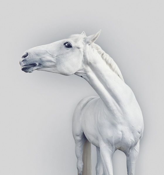 Photograph Charlie Surbey Equine on One Eyeland