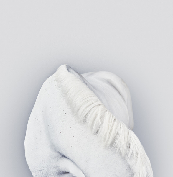Photograph Charlie Surbey Equine on One Eyeland
