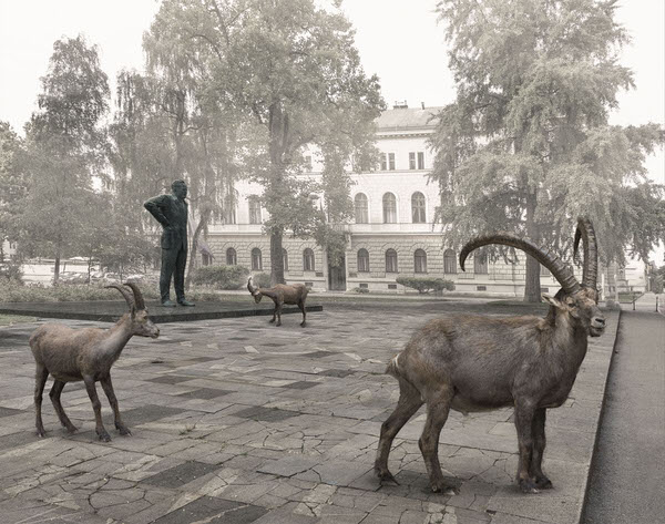Photograph Franc Demsar Animal Tourists In Ljubljana_capricorns on One Eyeland
