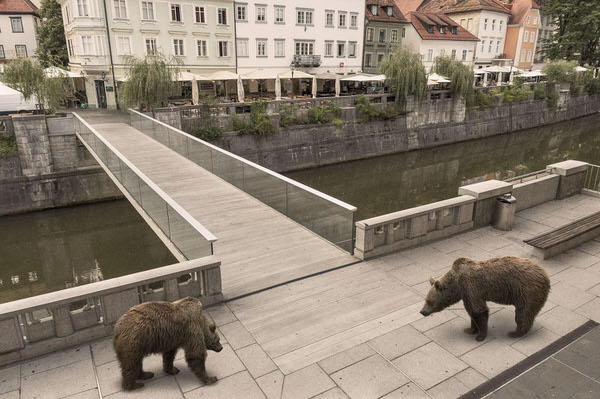Photograph Franc Demsar Animal Tourists In Ljubljana_bears on One Eyeland