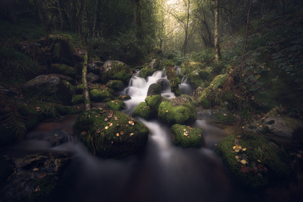 Photograph Antonio Prado Perez Magical Forest on One Eyeland