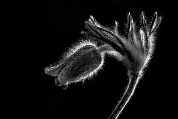 Photograph Zsolt Andras Szabo Pulsatilla on One Eyeland