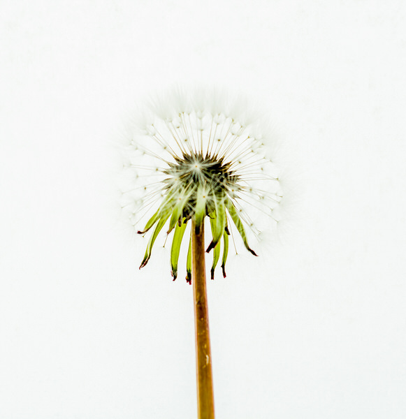 Photograph Antonio Coelho X Ray on One Eyeland