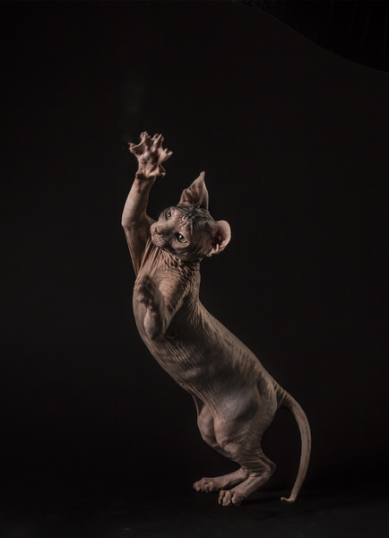 Photograph Marc Sabat Tiger on One Eyeland