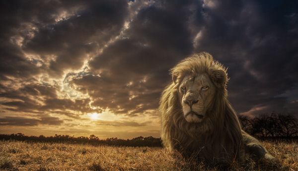 Photograph Jackson Carvalho The Lion King on One Eyeland