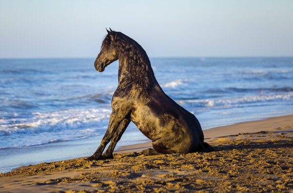 Photograph Ignacio Alvar  Thomas Friesian At The Mediterranean Sea on One Eyeland