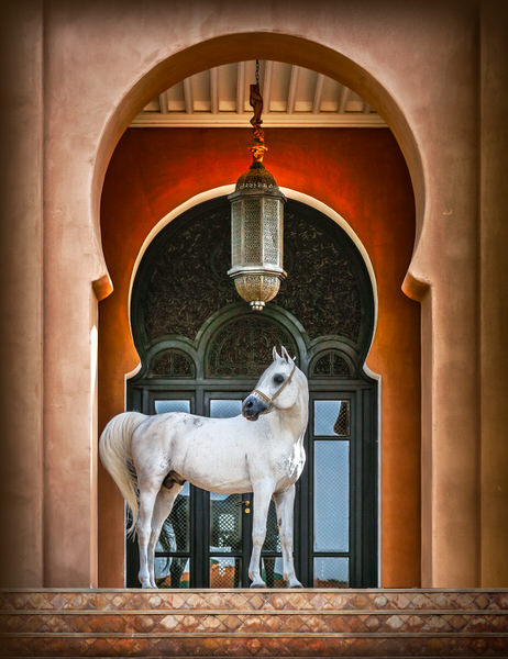 Photograph Ignacio Alvar  Thomas Arab Horse At Marrakech on One Eyeland