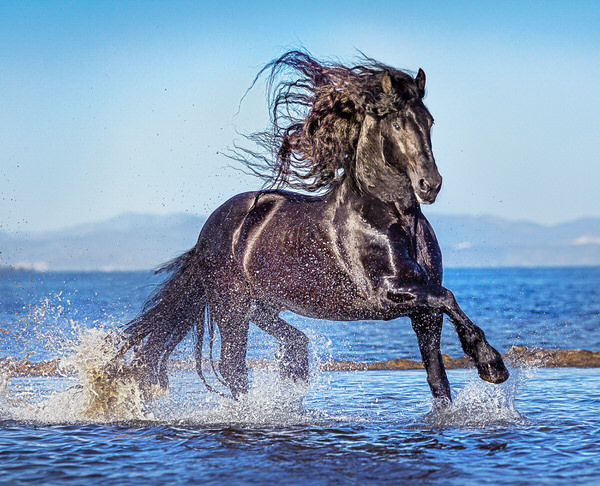 Photograph Ignacio Alvar  Thomas Friesian At The Delta on One Eyeland