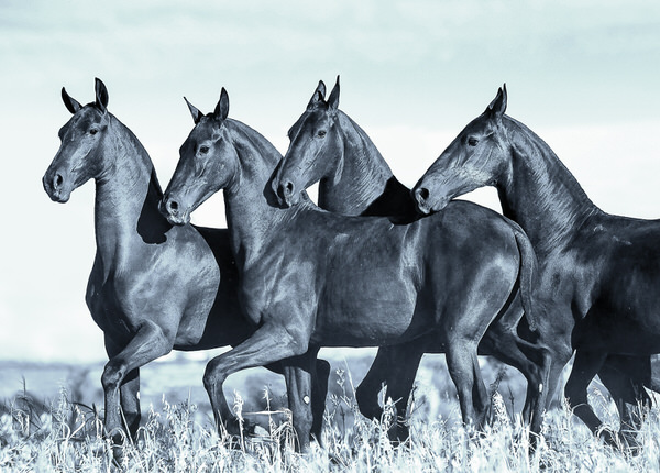 Photograph Ignacio Alvar  Thomas Young Colts on One Eyeland