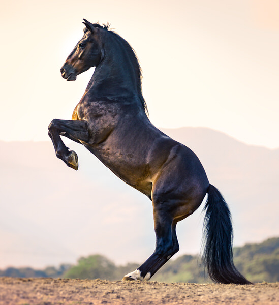 Photograph Ignacio Alvar  Thomas Miron Horse on One Eyeland
