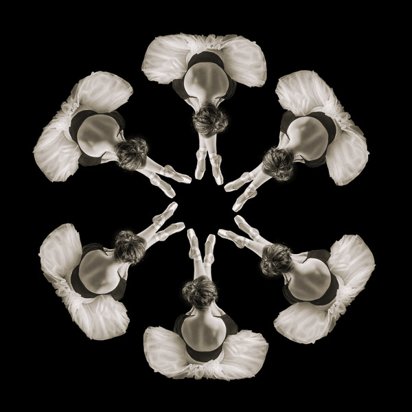 Photograph Marc Sabat White Daisy on One Eyeland