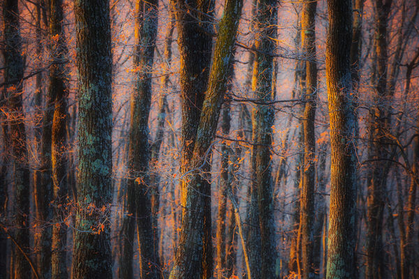 Photograph Zsolt Andras Szabo Magic Forest on One Eyeland