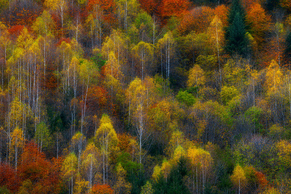 Photograph Zsolt Andras Szabo Autumn Impression on One Eyeland