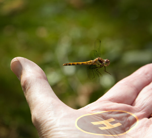 Photograph Murray Laidlaw Dragonfly Landing on One Eyeland