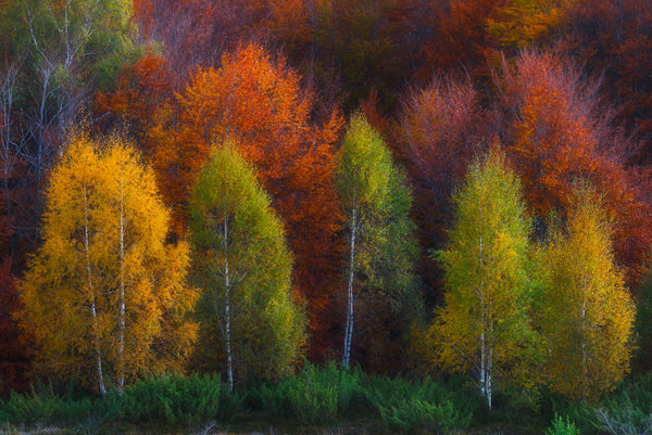 Photograph Zsolt Andras Szabo Autumn Birches on One Eyeland