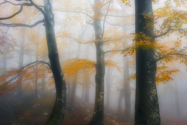 Photograph Zsolt Andras Szabo Golden Forest on One Eyeland
