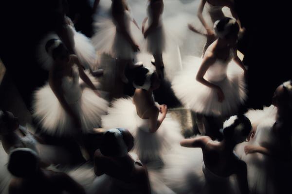 Photograph Hajime Yoshida Swans on One Eyeland