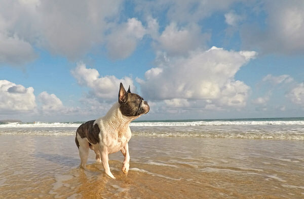 Photograph Ddiarte Ddiarte Dali By Beach on One Eyeland