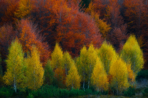 Photograph Zsolt Andras Szabo Autumn Impression on One Eyeland