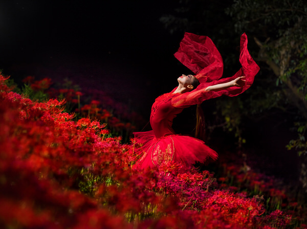 Photograph Haseo Hasegawa Cluster Amaryllis on One Eyeland