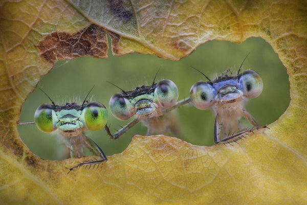 Photograph Alberto Ghizzi Panizza Three Inseparable Friends on One Eyeland